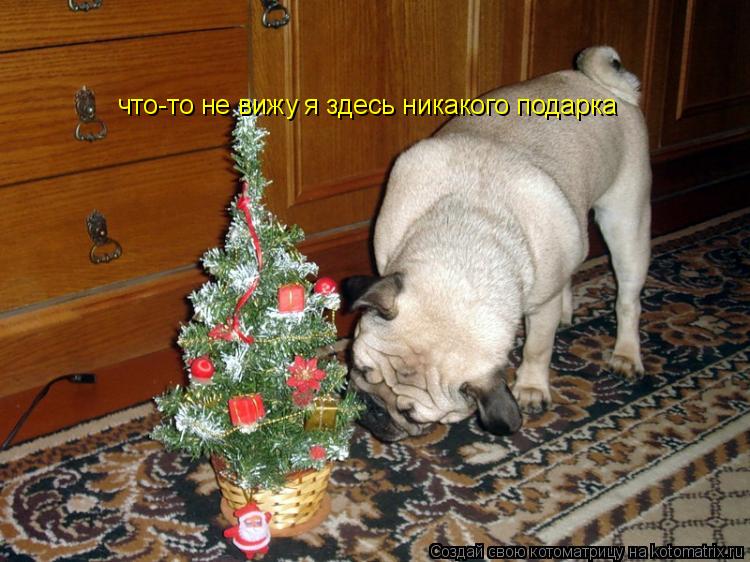 что-то не вижу я здесь никакого подарка... Котоматрица: что-то не вижу я здесь никакого подарка