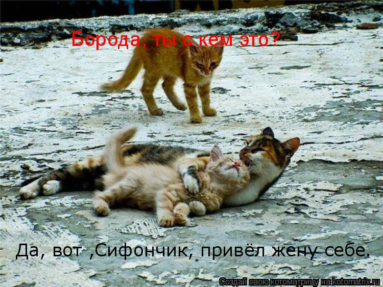 Борода, ты с кем это? Да, вот ,Сифончик, привёл жену себе.... Котоматрица: Борода, ты с кем это? Да, вот ,Сифончик, привёл жену себе.