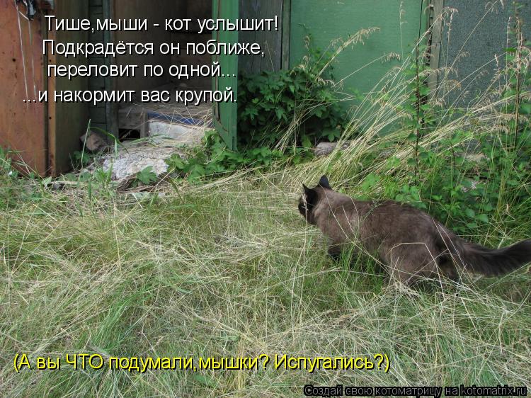 Тише,мыши - кот услышит! Подкрадётся он поближе, переловит по одной... ...и накормит вас крупой. (А в... Котоматрица: Тише,мыши - кот услышит! Подкрадётся он поближе, переловит по одной... ...и накормит вас крупой. (А вы ЧТО подумали,мышки? Испугались?)