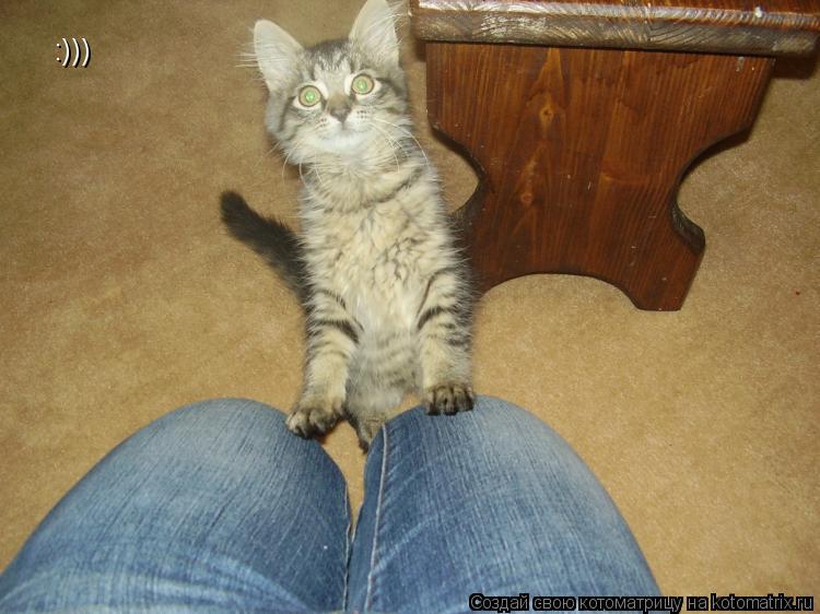 :)))... Котоматрица: :)))