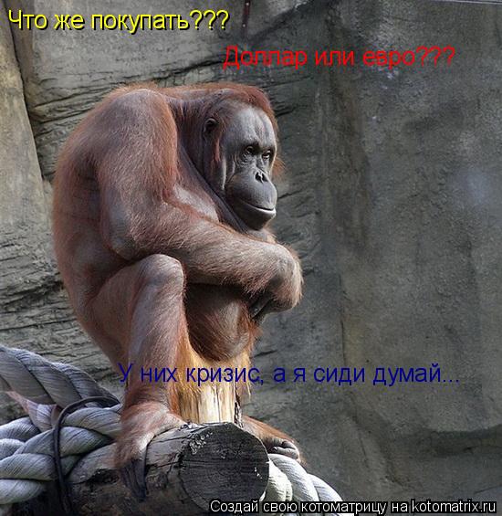 Что же покупать??? Доллар или евро??? У них кризис, а я сиди думай...... Котоматрица: Что же покупать??? Доллар или евро??? У них кризис, а я сиди думай...