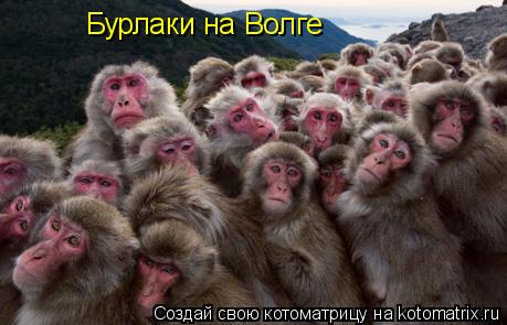 Бурлаки на Волге... Котоматрица: Бурлаки на Волге