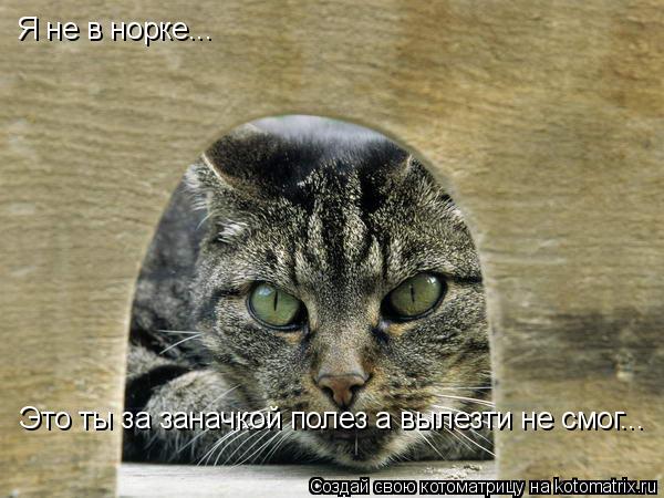 Я не в норке... Это ты за заначкой полез а вылезти не смог...... Котоматрица: Я не в норке... Это ты за заначкой полез а вылезти не смог...