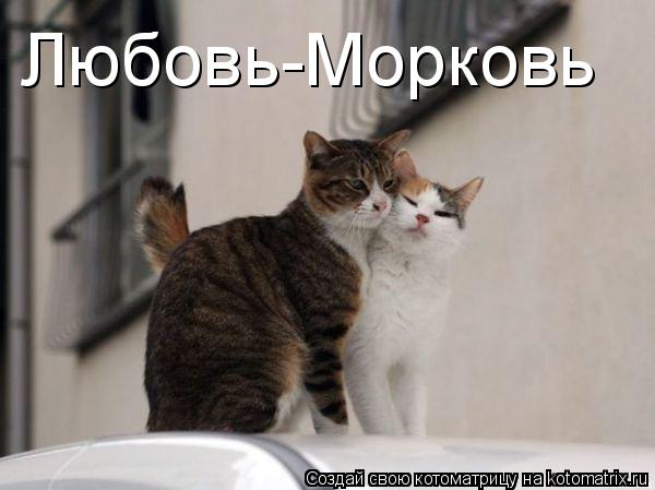 Любовь-Морковь... Котоматрица: Любовь-Морковь