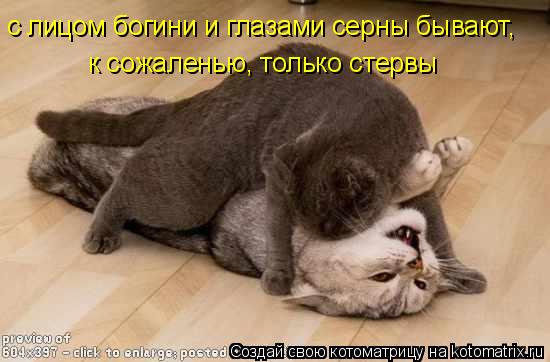с лицом богини и глазами серны бывают, к сожаленью, только стервы... Котоматрица: с лицом богини и глазами серны бывают, к сожаленью, только стервы