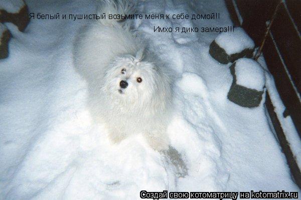 Я белый и пушистый возьмите меня к себе домой!! Имхо я дико замерз!!!... Котоматрица: Я белый и пушистый возьмите меня к себе домой!! Имхо я дико замерз!!!