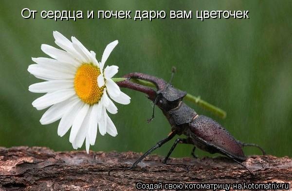 От сердца и почек дарю вам цветочек... Котоматрица: От сердца и почек дарю вам цветочек