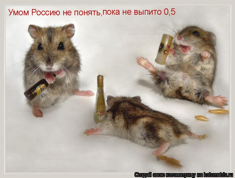 Умом Россию не понять, пока не выпито 0,5... Котоматрица: Умом Россию не понять, пока не выпито 0,5