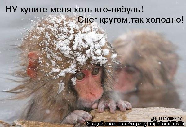 НУ купите меня,хоть кто-нибудь! Снег кругом,так холодно!... Котоматрица: НУ купите меня,хоть кто-нибудь! Снег кругом,так холодно!