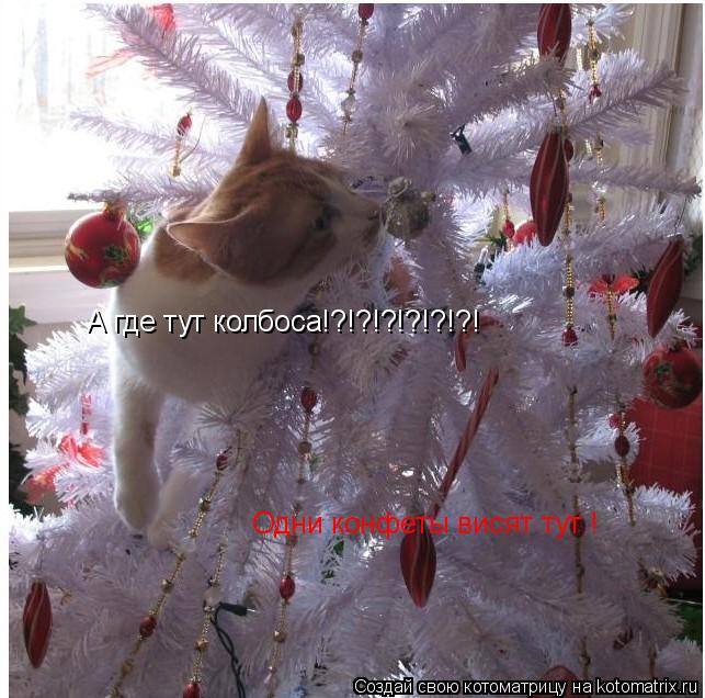 Одни конфеты висят тут ! А где тут колбоса!?!?!?!?!?!?!... Котоматрица: Одни конфеты висят тут ! А где тут колбоса!?!?!?!?!?!?!