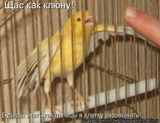 Щас как клюну! Будешь знать,как пальцы в клетку засовывать!... Котоматрица: Щас как клюну! Будешь знать,как пальцы в клетку засовывать!