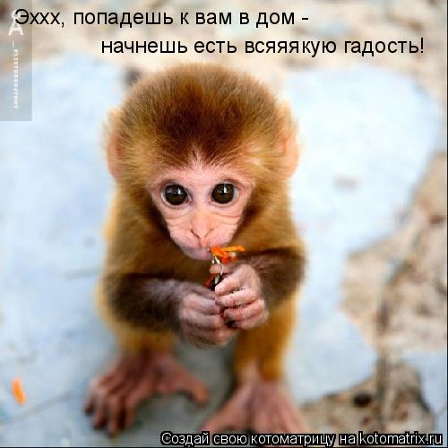 Эххх, попадешь к вам в дом - начнешь есть всяяякую гадость!... Котоматрица: Эххх, попадешь к вам в дом - начнешь есть всяяякую гадость!