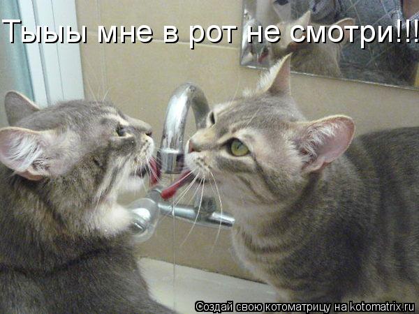 Тыыы мне в рот не смотри!!!!... Котоматрица: Тыыы мне в рот не смотри!!!!
