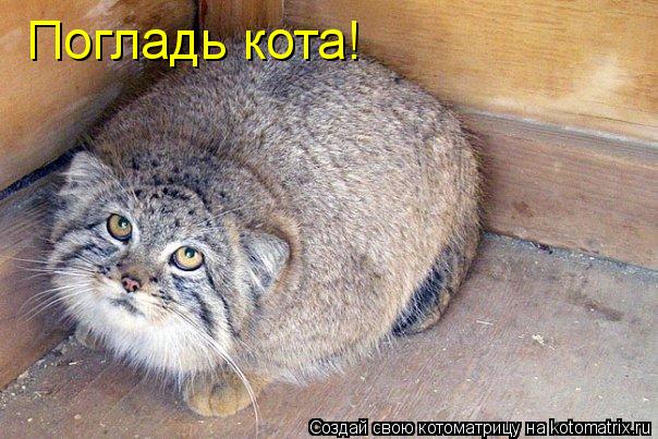 Погладь кота!... Котоматрица: Погладь кота!
