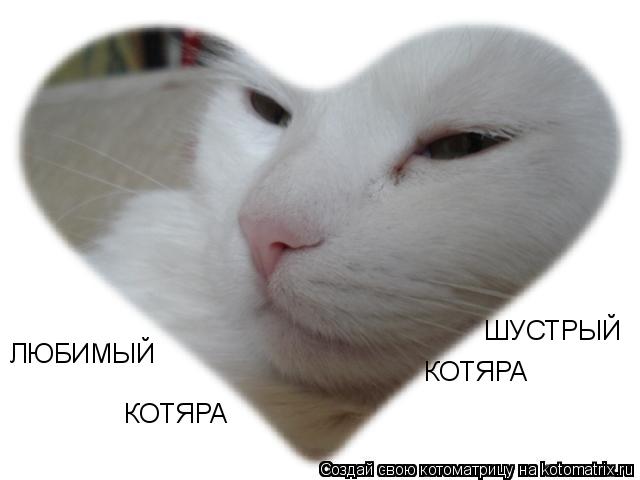 ЛЮБИМЫЙ КОТЯРА ШУСТРЫЙ КОТЯРА... Котоматрица: ЛЮБИМЫЙ КОТЯРА ШУСТРЫЙ КОТЯРА