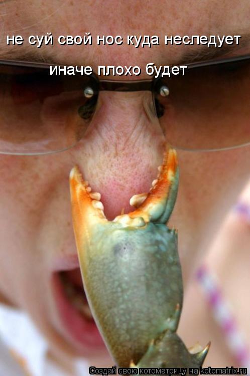 не суй свой нос куда неследует иначе плохо будет... Котоматрица: не суй свой нос куда неследует иначе плохо будет