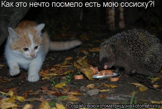 Как это нечто посмело есть мою сосиску?!... Котоматрица: Как это нечто посмело есть мою сосиску?!