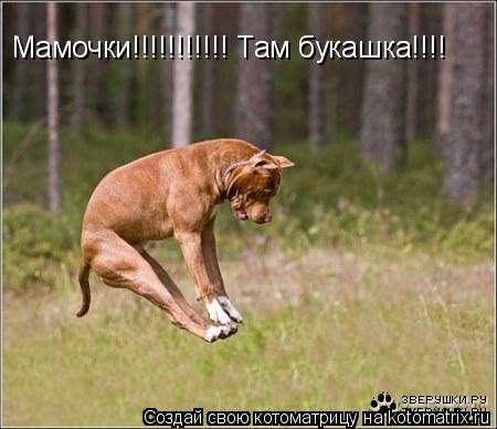 Мамочки!!!!!!!!!!! Там букашка!!!!... Котоматрица: Мамочки!!!!!!!!!!! Там букашка!!!!