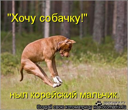 "Хочу собачку!" ныл корейский мальчик.... Котоматрица: "Хочу собачку!" ныл корейский мальчик.