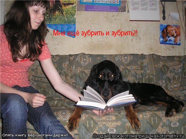 Мне ещё зубрить и зубрить!!... Котоматрица: Мне ещё зубрить и зубрить!!