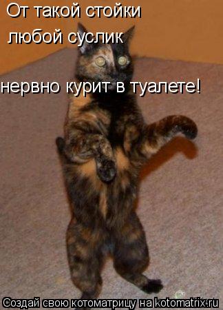 От такой стойки любой суслик нервно курит в туалете!... Котоматрица: От такой стойки любой суслик нервно курит в туалете!