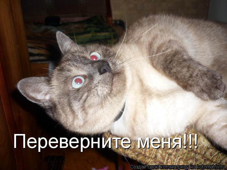Переверните меня!!!... Котоматрица: Переверните меня!!!