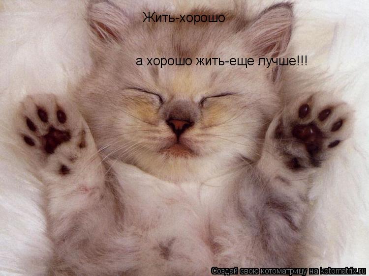 Жить-хорошо а хорошо жить-еще лучше!!!... Котоматрица: Жить-хорошо а хорошо жить-еще лучше!!!