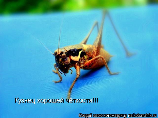 Кузнец хорошей чёткости!!!... Котоматрица: Кузнец хорошей чёткости!!!