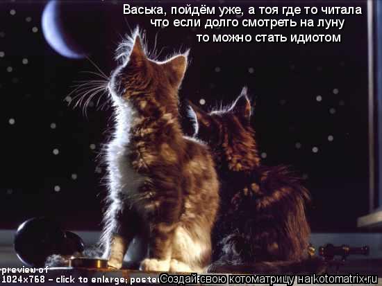 Васька, пойдём уже, а тоя где то читала что если долго смотреть на луну то можно стать идиотом... Котоматрица: Васька, пойдём уже, а тоя где то читала что если долго смотреть на луну то можно стать идиотом