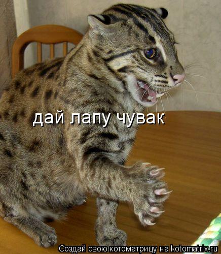 дай лапу чувак... Котоматрица: дай лапу чувак