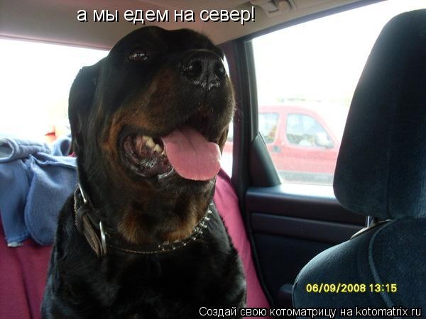 а мы едем на север!... Котоматрица: а мы едем на север!