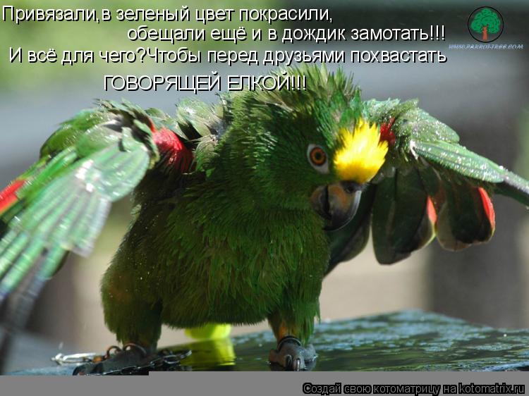 Привязали,в зеленый цвет покрасили, обещали ещё и в дождик замотать!!! И всё для чего?Чтобы перед дру... Котоматрица: Привязали,в зеленый цвет покрасили, обещали ещё и в дождик замотать!!! И всё для чего?Чтобы перед друзьями похвастать ГОВОРЯЩЕЙ ЕЛКОЙ!!!