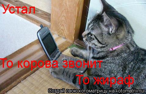 Устал То корова звонит То жираф... Котоматрица: Устал То корова звонит То жираф