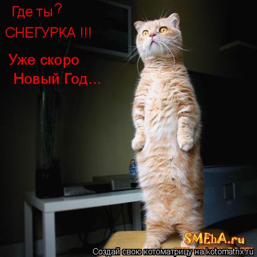Где ты ? СНЕГУРКА !!! Уже скоро Новый Год...... Котоматрица: Где ты ? СНЕГУРКА !!! Уже скоро Новый Год...