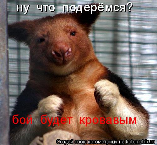 ну что подерёмся? бой будет кровавым... Котоматрица: ну что подерёмся? бой будет кровавым