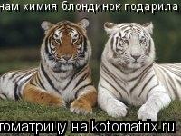 нам химия блондинок подарила... Котоматрица: нам химия блондинок подарила