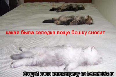 какая была селедка воще бошку сносит... Котоматрица: какая была селедка воще бошку сносит