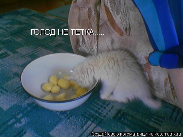 ГОЛОД НЕ ТЕТКА........ Котоматрица: ГОЛОД НЕ ТЕТКА.....