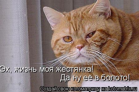 Эх, жизнь моя жестянка! Да ну её в болото!... Котоматрица: Эх, жизнь моя жестянка! Да ну её в болото!