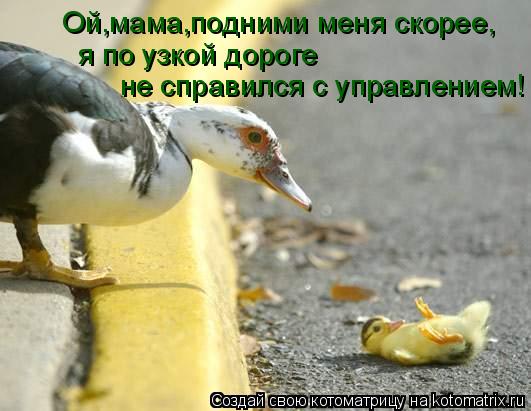 Ой,мама,подними меня скорее, я по узкой дороге не справился с управлением!... Котоматрица: Ой,мама,подними меня скорее, я по узкой дороге не справился с управлением!