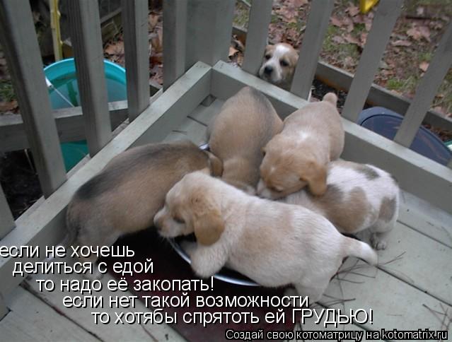 если не хочешь делиться с едой то надо её закопать! если нет такой возможности то хотябы спрятоть ей... Котоматрица: если не хочешь делиться с едой то надо её закопать! если нет такой возможности то хотябы спрятоть ей ГРУДЬЮ!