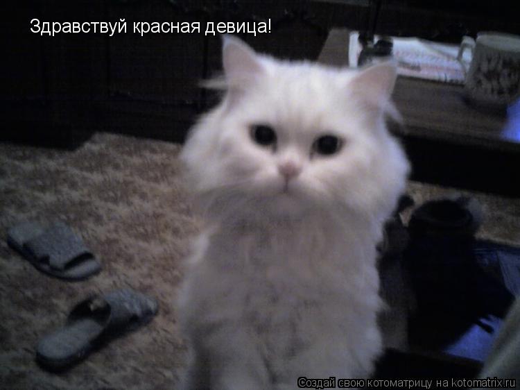 Здравствуй красная девица!... Котоматрица: Здравствуй красная девица!