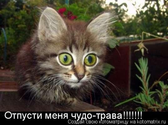 Отпусти меня чудо-трава!!!!!!!... Котоматрица: Отпусти меня чудо-трава!!!!!!!