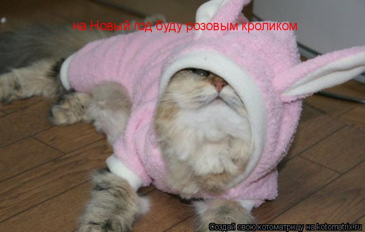 на Новый год буду розовым кроликом... Котоматрица: на Новый год буду розовым кроликом