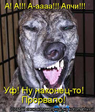 А! А!!! А-аааа!!! Апчи!!! Уф! Ну наконец-то! Прорвало!... Котоматрица: А! А!!! А-аааа!!! Апчи!!! Уф! Ну наконец-то! Прорвало!