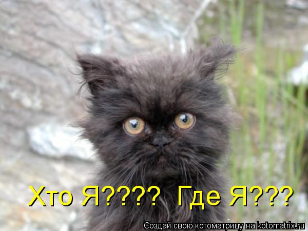 Хто Я???? Где Я???... Котоматрица: Хто Я???? Где Я???