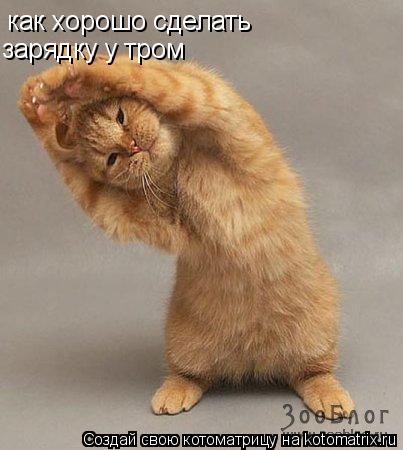 как хорошо сделать зарядку у тром... Котоматрица: как хорошо сделать зарядку у тром
