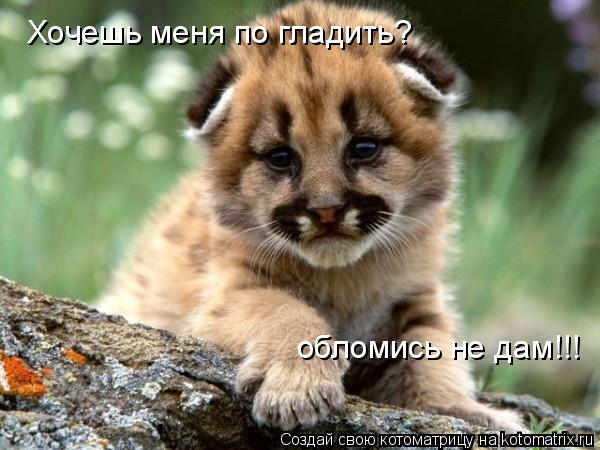 Хочешь меня по гладить? обломись не дам!!!... Котоматрица: Хочешь меня по гладить? обломись не дам!!!