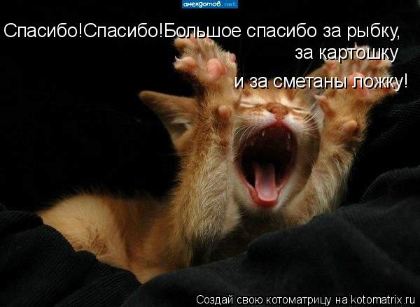 Спасибо!Спасибо!Большое спасибо Спасибо!Спасибо!Большое спасибо за рыбку за Спасибо!Спасибо!Большое... Котоматрица: Спасибо!Спасибо!Большое спасибо Спасибо!Спасибо!Большое спасибо за рыбку за Спасибо!Спасибо!Большое спасибо за рыбку, за картошку и за с