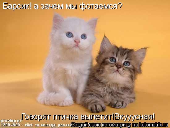 Барсик! а зачем мы фотаемся? Говорят птичка вылетит!Вкууусная!... Котоматрица: Барсик! а зачем мы фотаемся? Говорят птичка вылетит!Вкууусная!